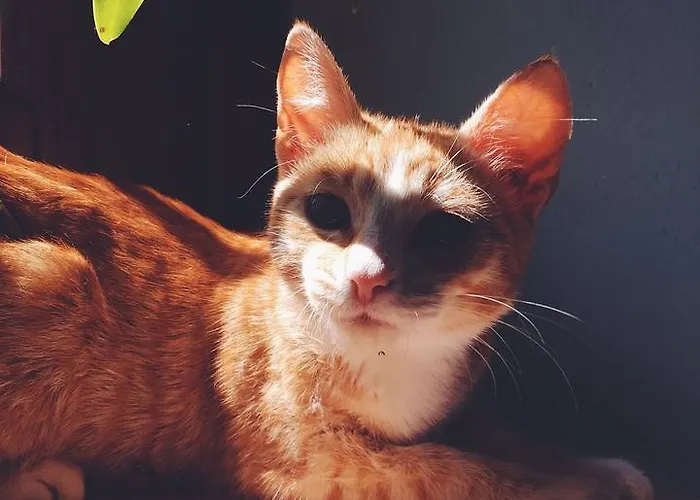 La Dell'olmo Farmház