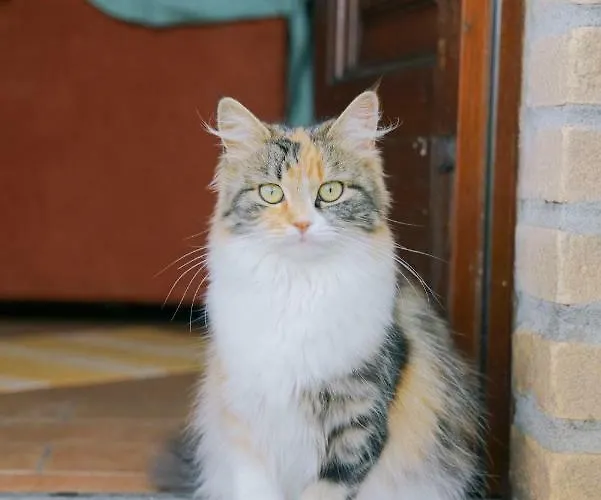 Farmház La Dell'olmo